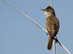 Great Reed Warbler