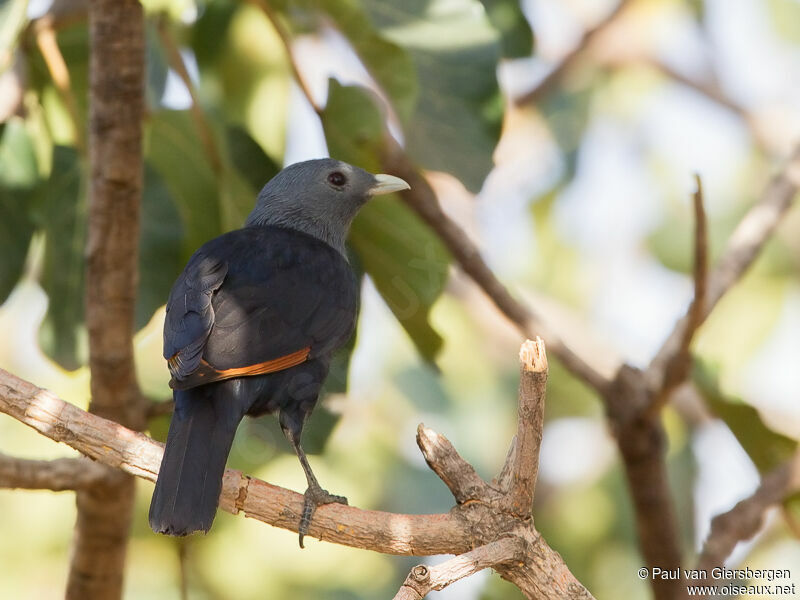 White-billed Starling