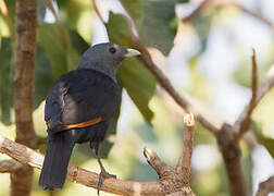 White-billed Starling