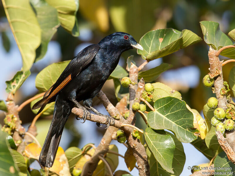 White-billed Starling