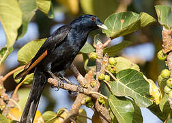 White-billed Starling