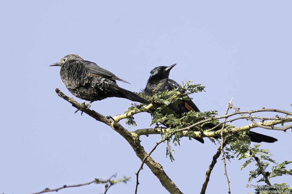 Slender-billed Starlingadult