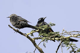 Slender-billed Starling