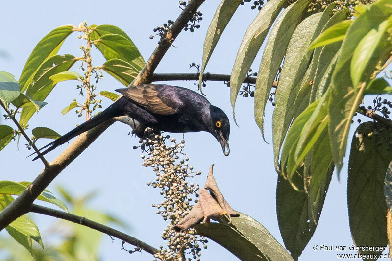 Narrow-tailed Starling