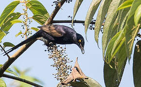 Narrow-tailed Starling