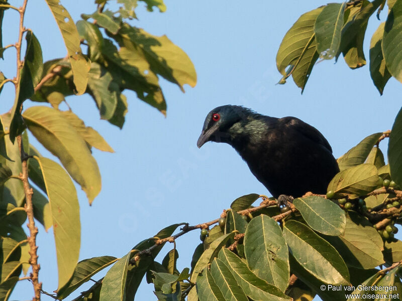 Chestnut-winged Starling