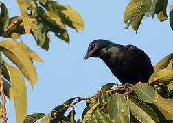 Chestnut-winged Starling