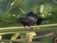 Chestnut-winged Starling