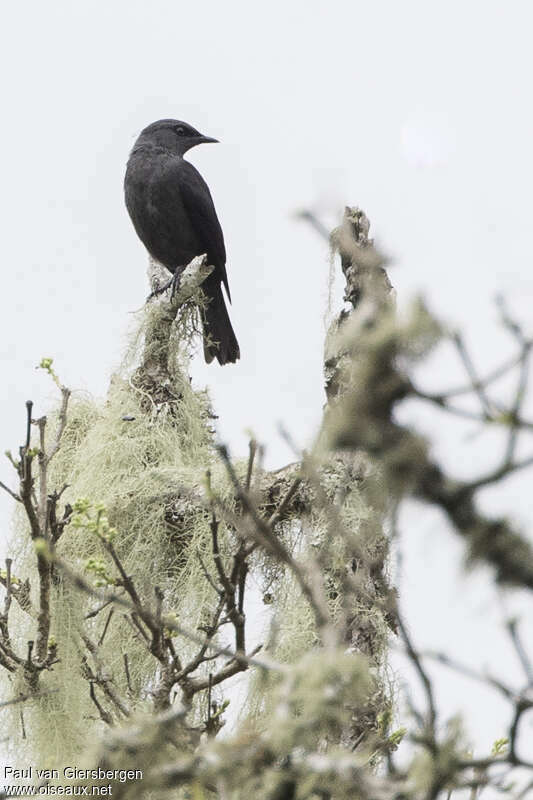 Kenrick's Starling female adult, habitat, pigmentation, Behaviour