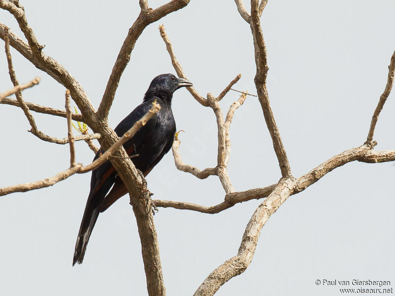 Neumann's Starling