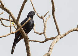 Neumann's Starling