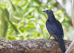 Neumann's Starling