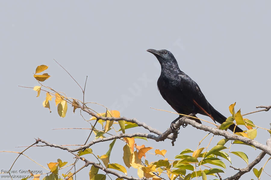 Neumann's Starling male adult