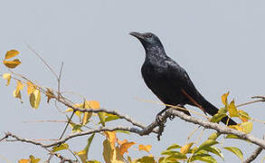 Neumann's Starling