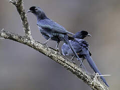 Bristle-crowned Starling