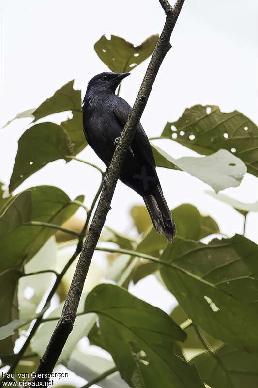 Rufipenne de Stuhlmann femelle adulte, habitat, pigmentation