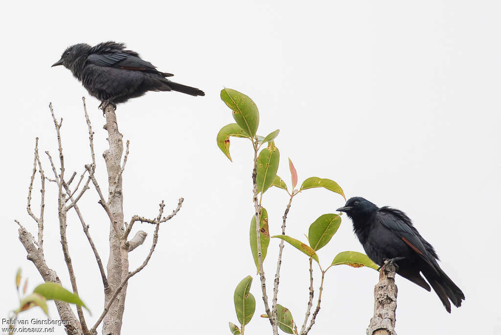 Waller's Starling male adult, identification