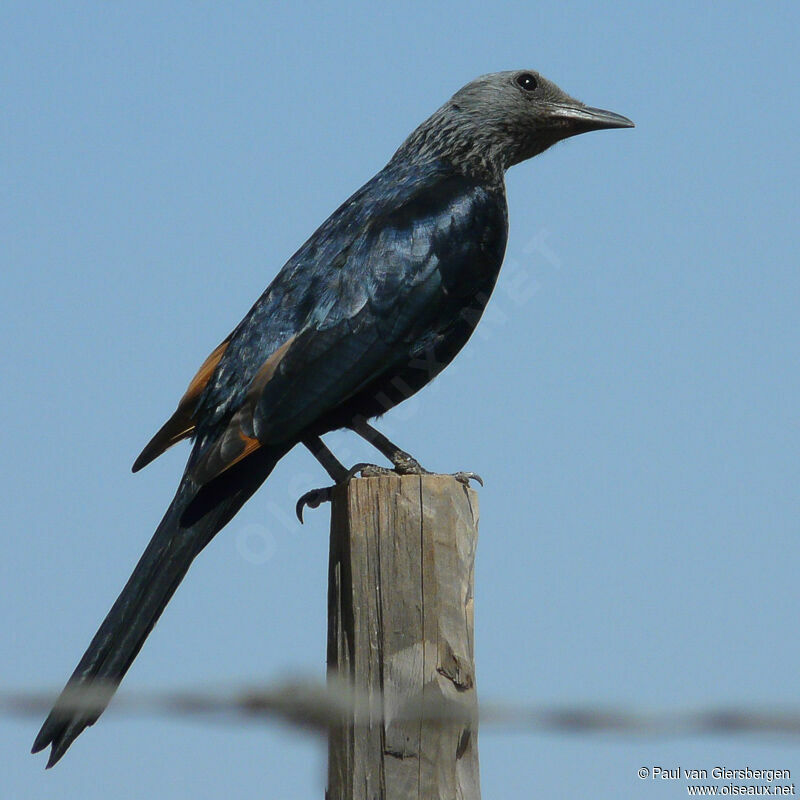 Red-winged Starling female adult