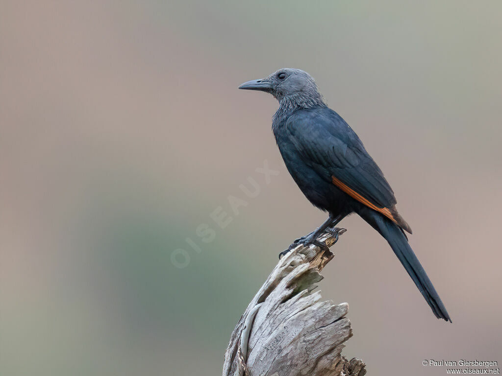 Red-winged Starling female adult