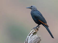 Red-winged Starling