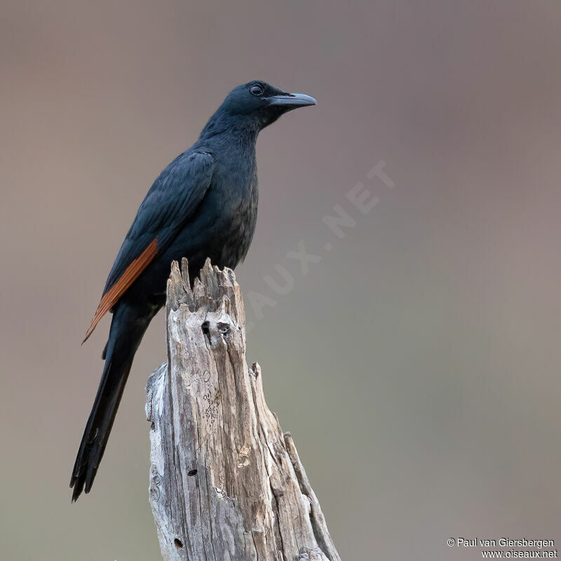 Red-winged Starling male adult