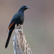 Red-winged Starling