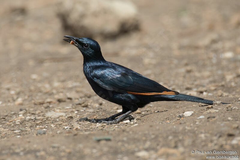 Red-winged Starling male adult