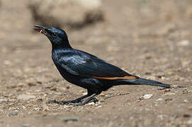 Red-winged Starling