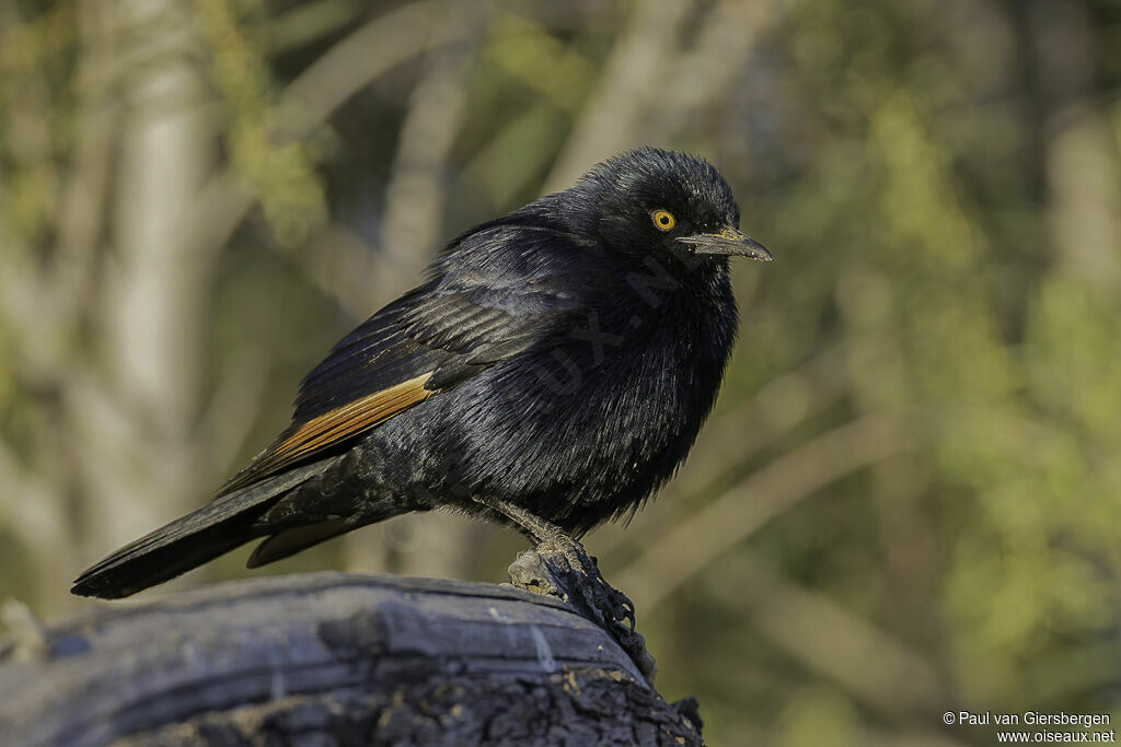 Pale-winged Starlingadult