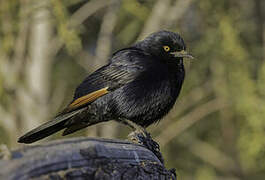 Pale-winged Starling