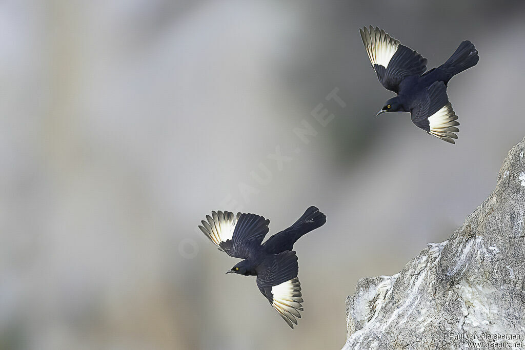 Pale-winged Starlingadult