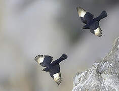 Pale-winged Starling