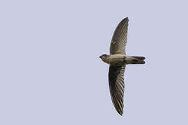 Edible-nest Swiftlet