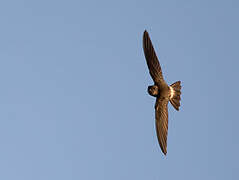 Australian Swiftlet