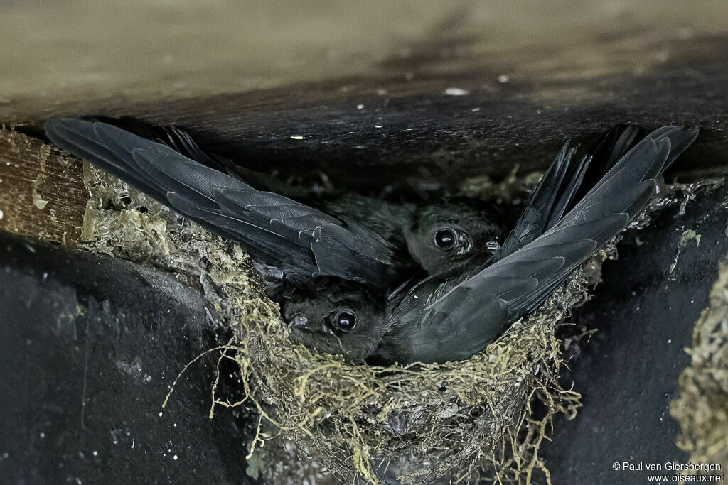 Plume-toed Swiftletadult