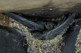 Plume-toed Swiftlet