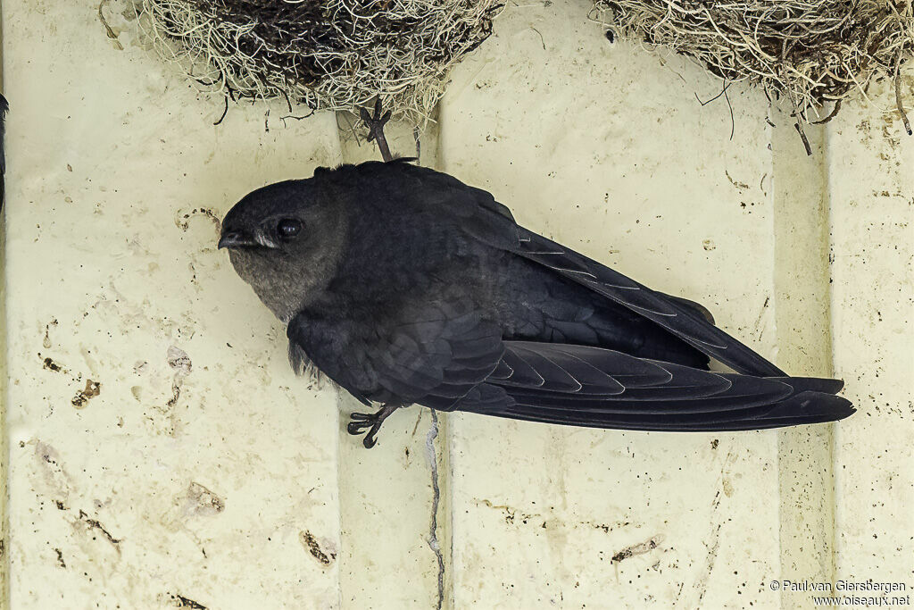 Plume-toed Swiftletadult