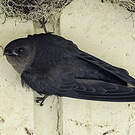 Salangane de Beavan
