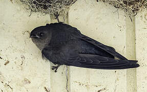 Plume-toed Swiftlet