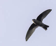 Indian Swiftlet