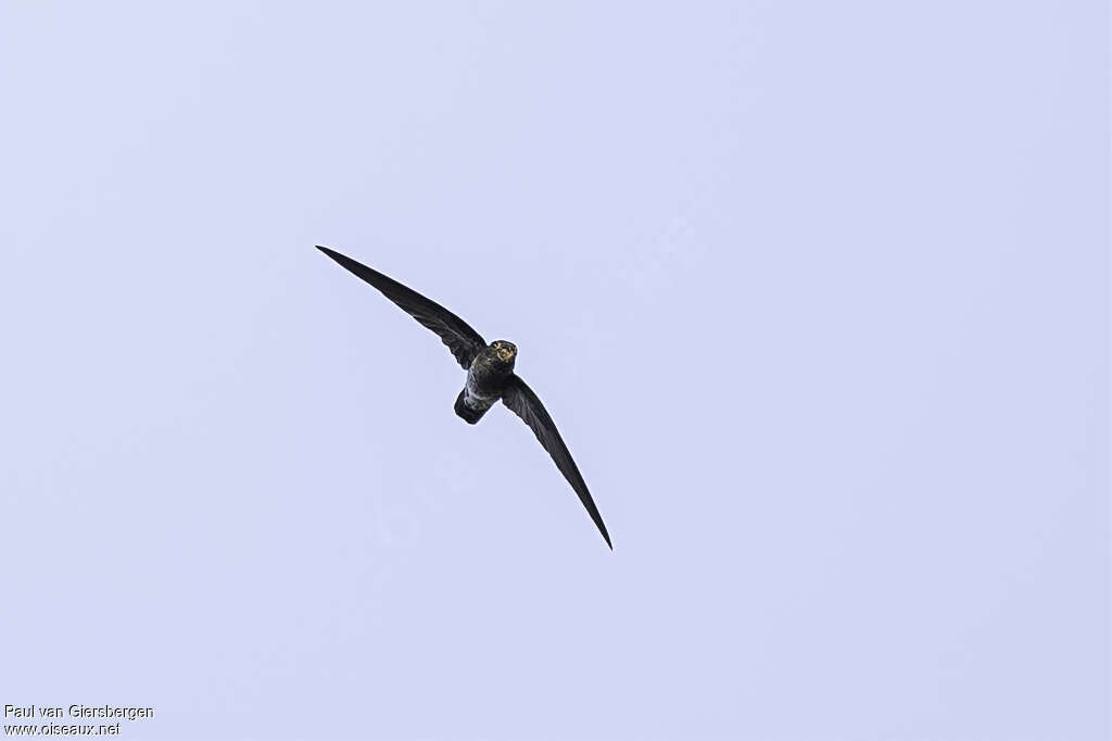 Grey-rumped Swiftlet