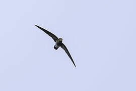 Grey-rumped Swiftlet