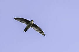 Ameline Swiftlet