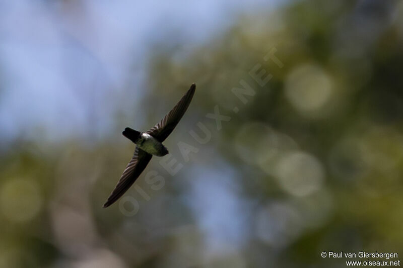 Glossy Swiftlet