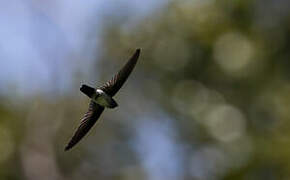 Glossy Swiftlet