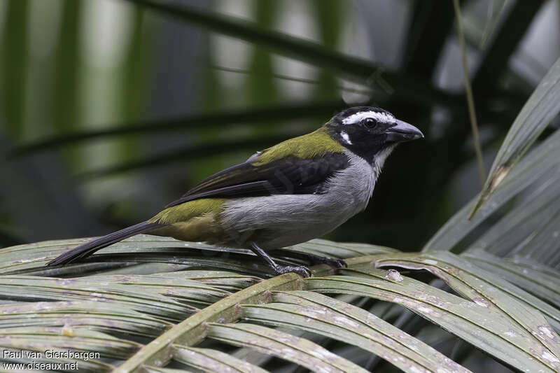 Black-winged Saltatoradult, identification