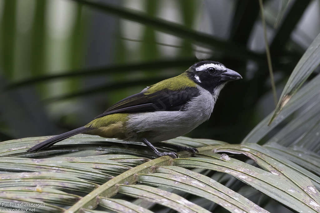 Saltator à ailes noiresadulte, identification