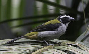 Black-winged Saltator