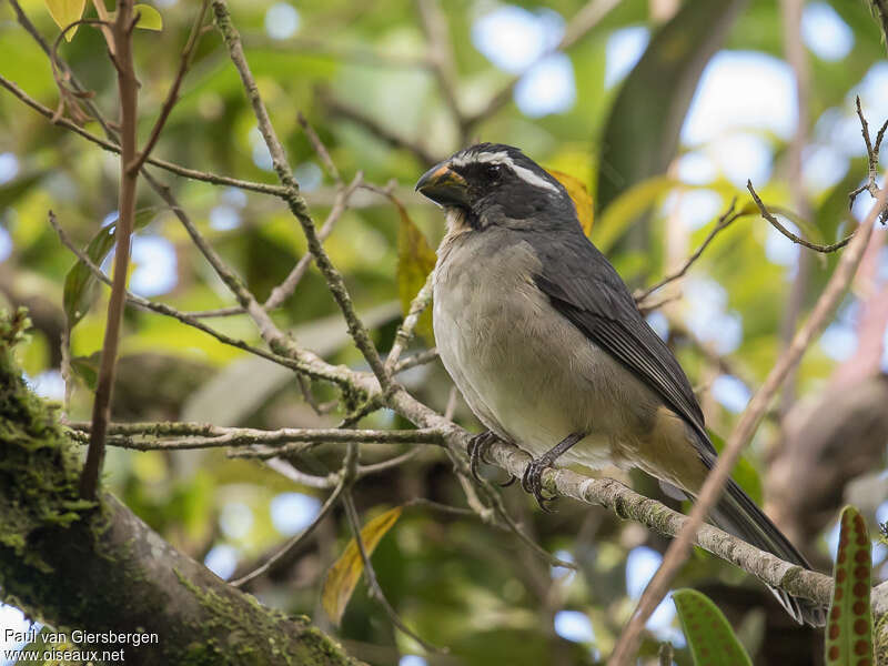 Saltator à bec épaisadulte, identification