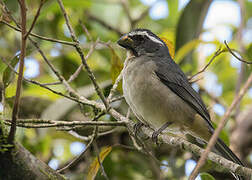 Thick-billed Saltator